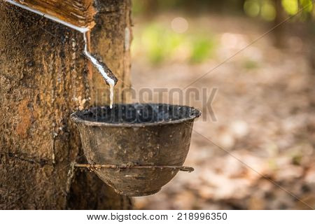 Tapping latex rubber tree Rubber Latex extracted from rubber tree.