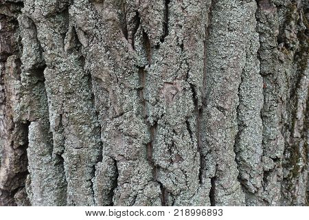 Bark of tree with blue grey lichen