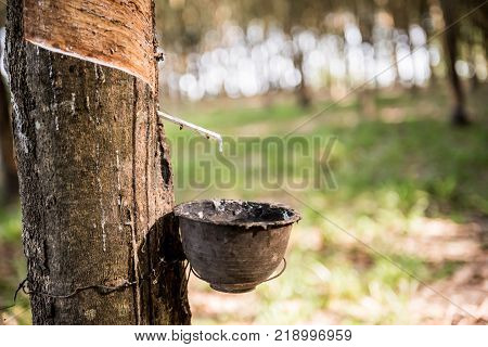 Tapping latex rubber tree Rubber Latex extracted from rubber tree.