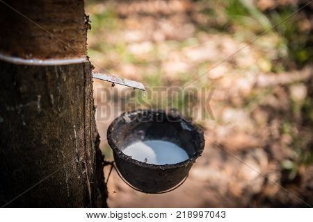 Tapping latex rubber tree Rubber Latex extracted from rubber tree.
