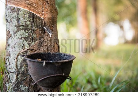 Tapping latex rubber tree Rubber Latex extracted from rubber tree.