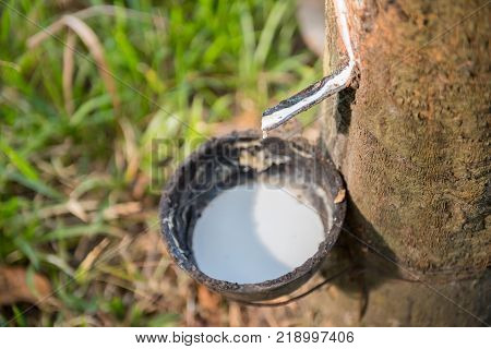 Tapping latex rubber tree Rubber Latex extracted from rubber tree.