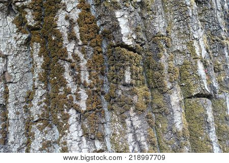 Dry bark of tree with moss and lichen