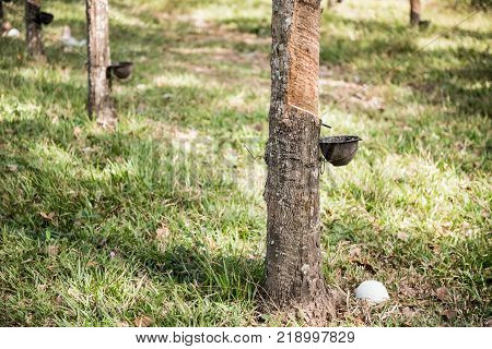 Tapping latex rubber tree Rubber Latex extracted from rubber tree.