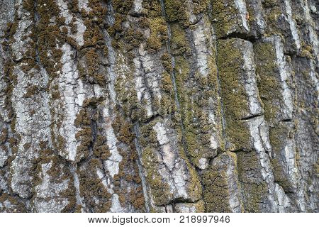 Dry brown moss on the bark of tree