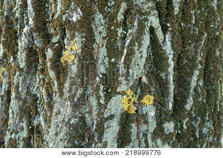 Bark covered with dry moss blue and yellow lichen