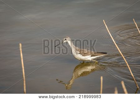 Common Greenshank Tringa nebularia, looking for food in the lake at La Charca, Maspalomas in Gran Canaria, Spain