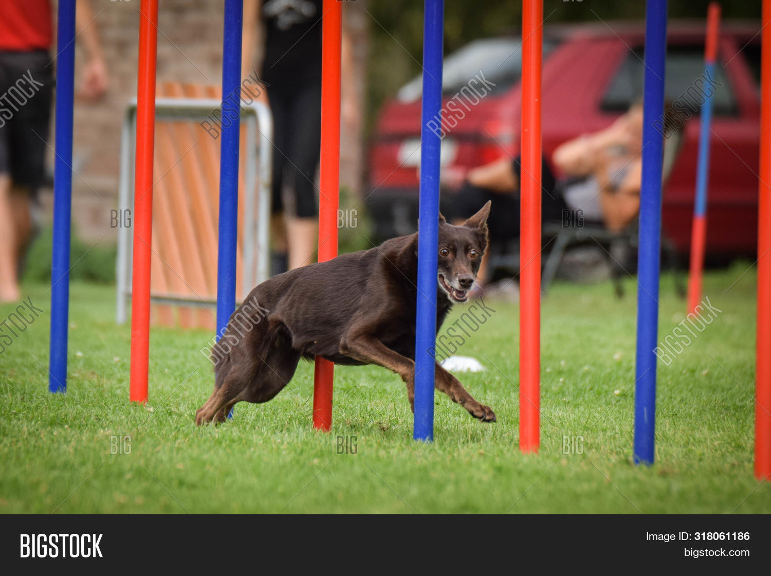 kelpie agility