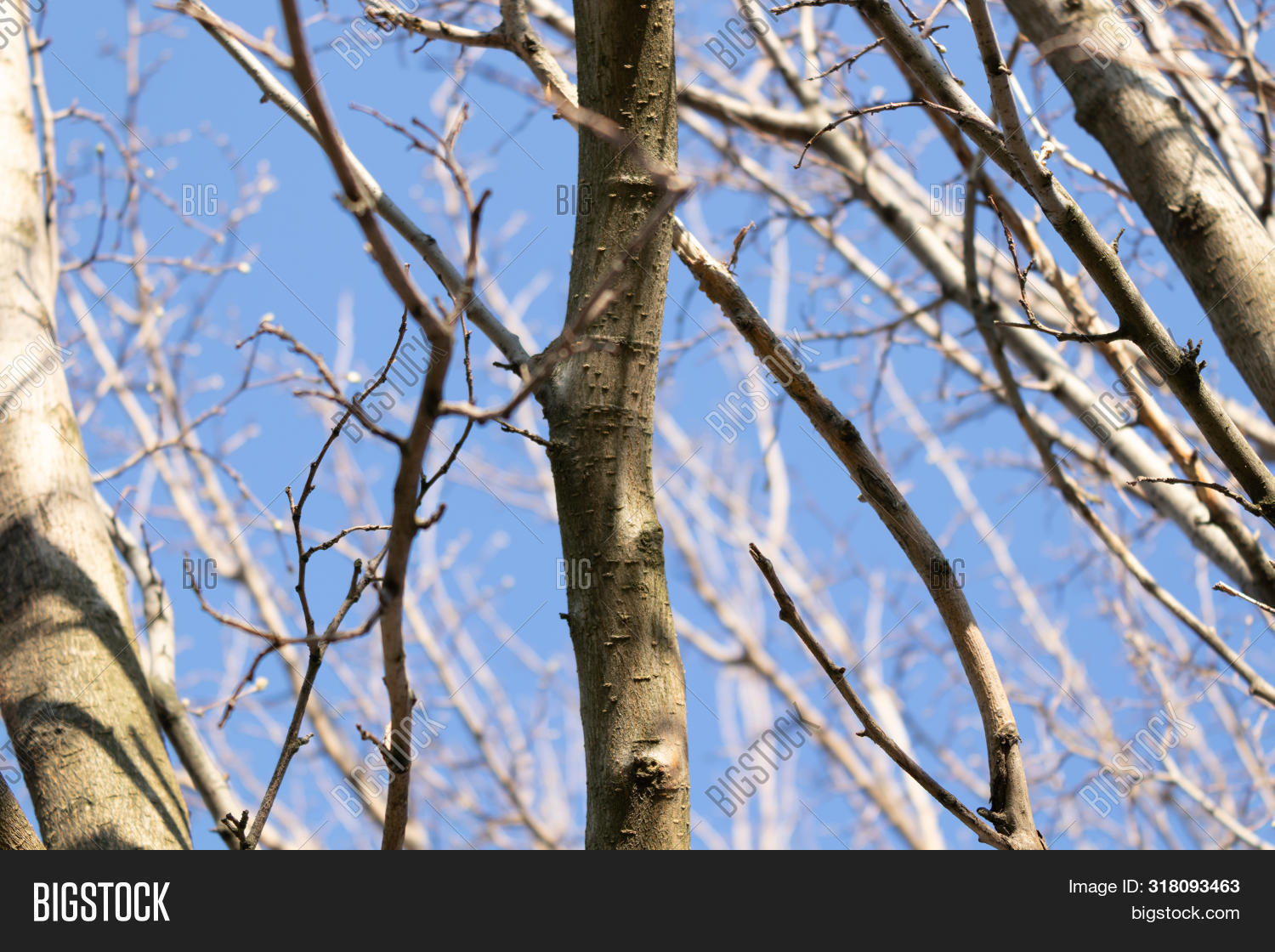 Large Branches Trees Image & Photo (Free Trial) Bigstock