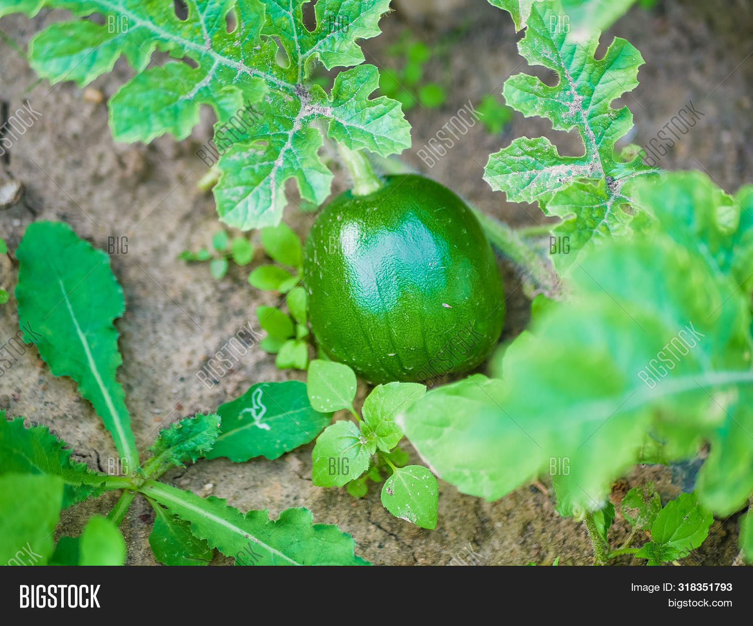 арбуз на бахче. Citrullus colocynthis. поле для арбузов и дынь сканворд 6. арбуз на грядке. арбуз на бахче.