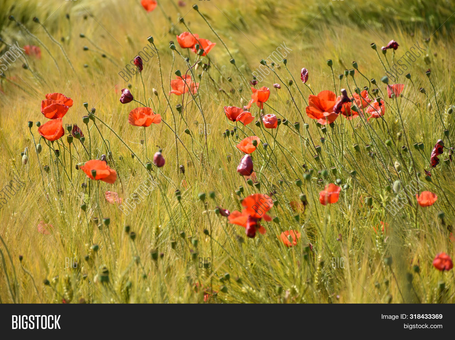 Blossom Red Poppies Image & Photo (Free Trial) | Bigstock