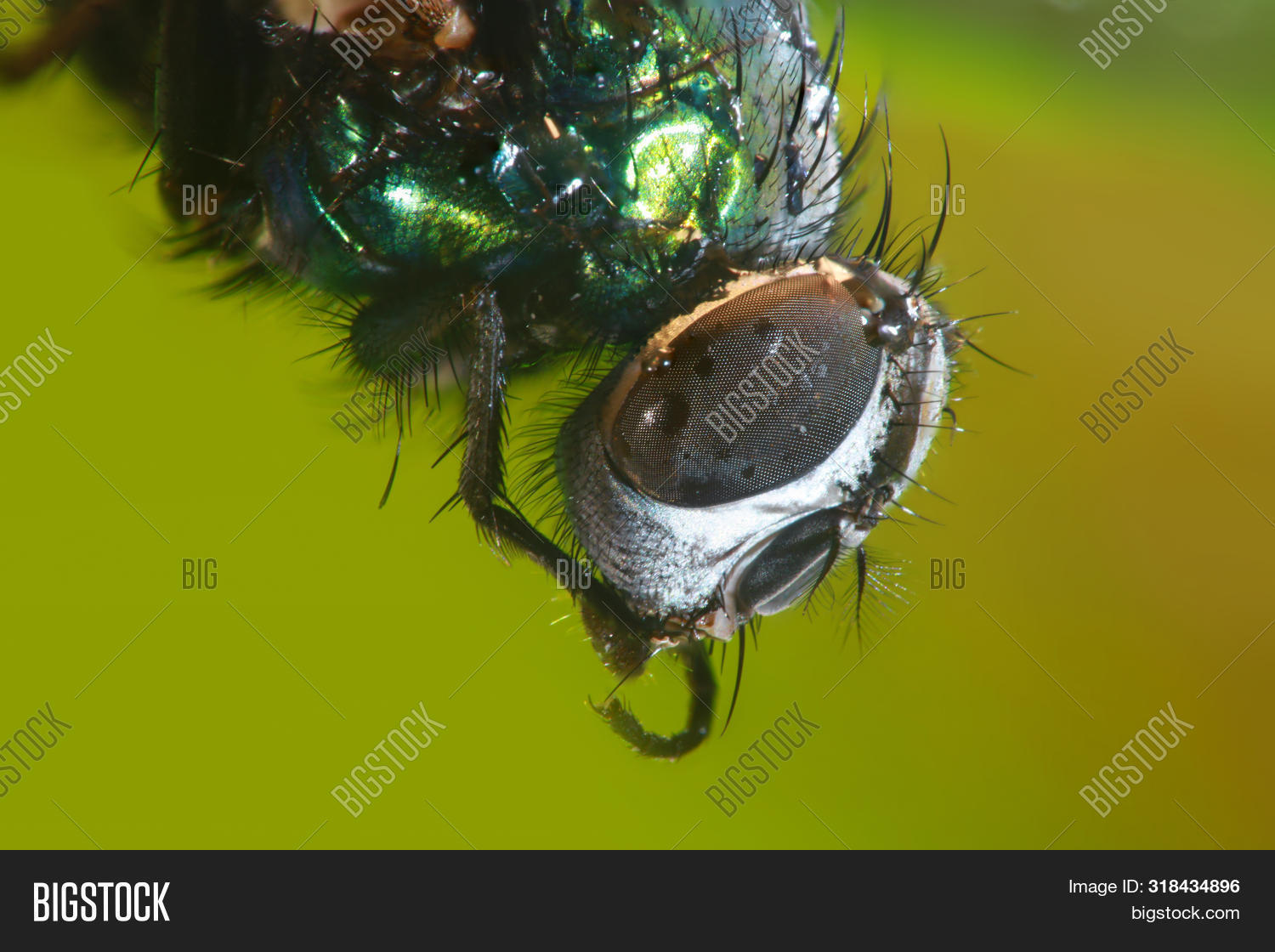 Extreme Close Up Shot Photography