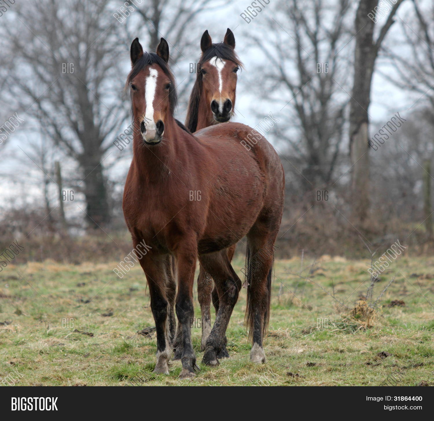 2 Breton Horses Image & Photo (Free Trial) Bigstock
