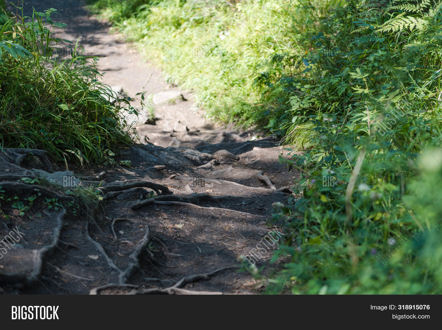 Tree Roots On Paths Image & Photo (Free Trial) | Bigstock
