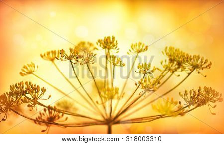 Autumn flower background. Silhouettes of inflorescences of  umbelliferous plant  against  sunset background. Autumn nature.