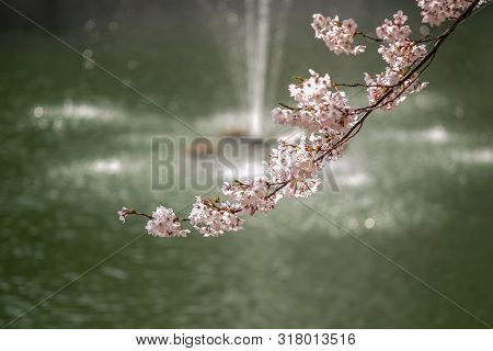 Cherry Blossom Or Beotkkot Flower In Korean Language During Spring Season At Songpanaru Park Surroun