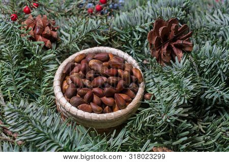 Pine Nuts In Woven Basket Surrounded By Green Fir Leaves Decorative Pine Cones And Red Toyon Seeds- 