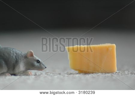 Rat peynir