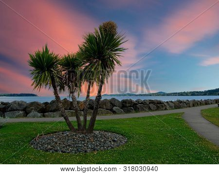Cabbage Palm Tree (sabal Palmetto) Blooming With White Flower In Sidney, Vancouver Island, Bc, Canad