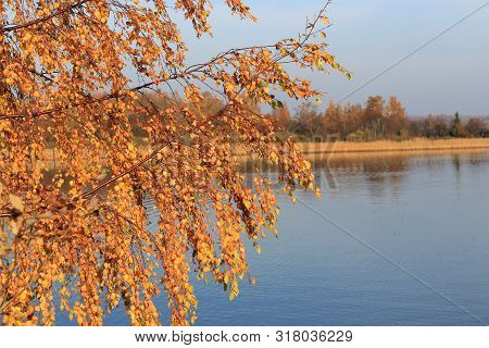 Autumn yellow forest and dark sky with clouds reflected in the water. Mixed forest. Clean lake in the autumn forest. Yellow birch on the lake shore. Nature reserve in Russia