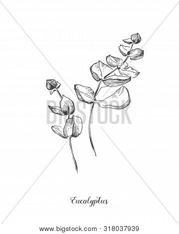 Eucaliptus Branch. Hand Drawn Botanical Line Art Illustration. Drawing Set. Collection Of Sketch Bra