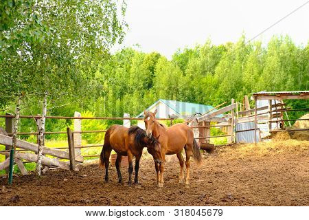 A Pair Of Horses In Love Graze On Nature In The Summer In The Corral