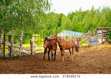 A Pair Of Brown Horses Play With Each Other. Summer Outdoors
