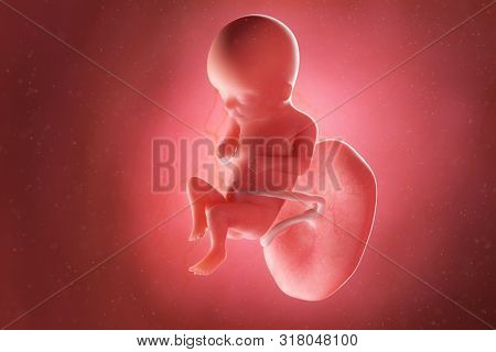 3d rendered medically accurate illustration of a fetus at week 16