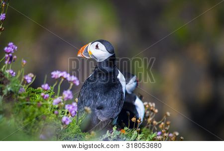 Puffin On Saltee Island, Ireland. With Blurred Background And Copy Space