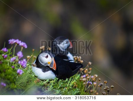 Pair Of Puffins On Saltee Island, Ireland. With Blurred Background And Copy Space