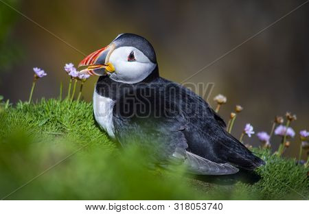 Puffin On Saltee Island, Ireland. With Blurred Background And Copy Space