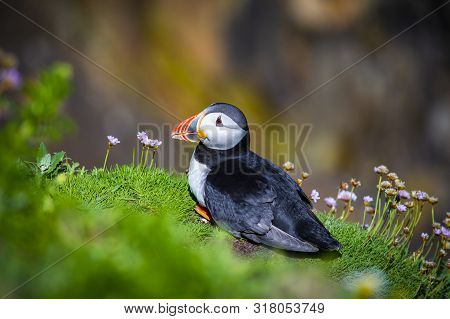 Puffin On Saltee Island, Ireland. With Blurred Background And Copy Space