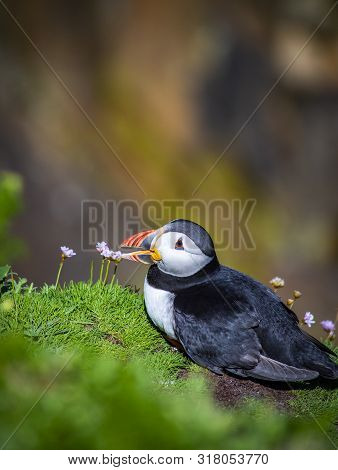 Puffin On Saltee Island, Ireland. With Blurred Background And Copy Space