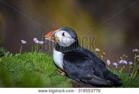 Puffin On Saltee Island, Ireland. With Blurred Background And Copy Space