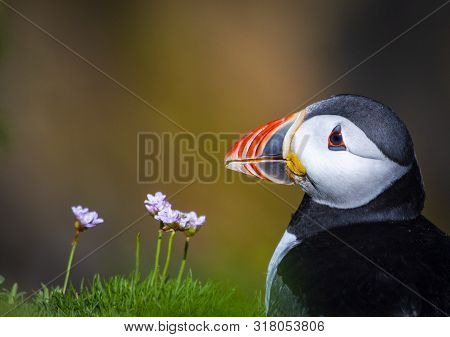 Closeup Of Puffin On Saltee Island, Ireland. With Blurred Background And Copy Space
