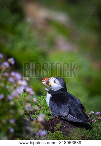 Puffin On Saltee Island, Ireland. With Blurred Background And Copy Space.