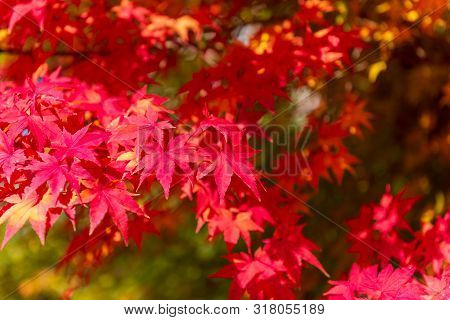 Autumn Maple Tree Background.seoul Korea