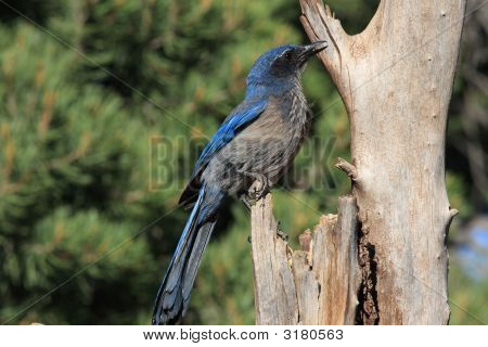 Scrub Jay