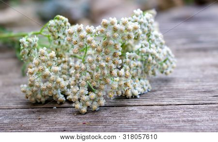 Blurred Photo.closeup Of Flower Achillea Millefolium, Commonly Known As Yarrow Or Common Yarrow On R