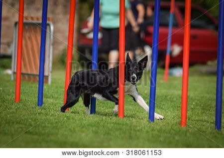 Agility Slalom And Border Collie. Black And White Border Collie Is Running Slalom On Czech Agility C