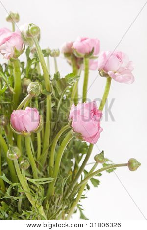 Ranuncolo rosa
