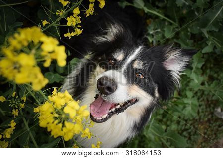 Adult Border Collie Is In Yellow Colza. He Has Head In Yellow Colza