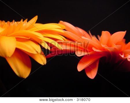 Gerbera