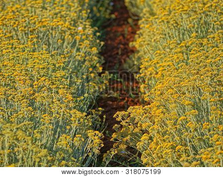 Growing A Medicinal Herbs, Immortelle Field Near Oklaj In Croatia