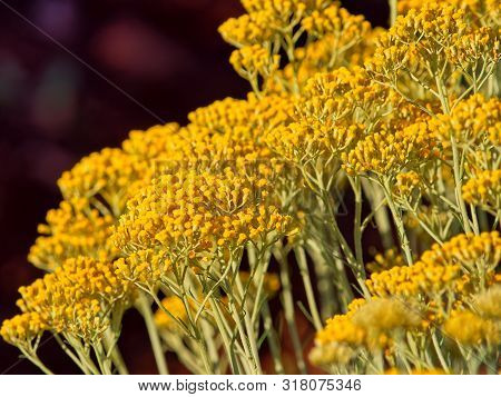 Growing A Medicinal Herbs, Immortelle Field Near Oklaj In Croatia