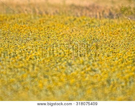 Growing A Medicinal Herbs, Immortelle Field Near Oklaj In Croatia