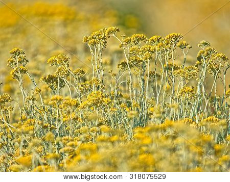 Growing A Medicinal Herbs, Immortelle Field Near Oklaj In Croatia