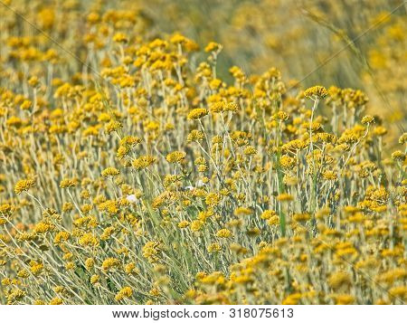 Growing A Medicinal Herbs, Immortelle Field Near Oklaj In Croatia