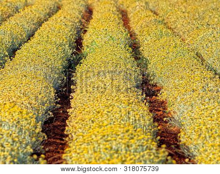 Growing A Medicinal Herbs, Immortelle Field Near Oklaj In Croatia