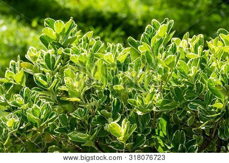 Green Leaves With White Edges Lit By The Setting Sun. Green Leaves Background.